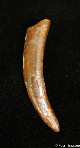 Great Preservation Anhanguera Pterosaur Tooth #1318